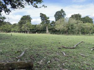 A grassy field with scattered twigs and logs in the foreground, bordered by a line of trees in the background.