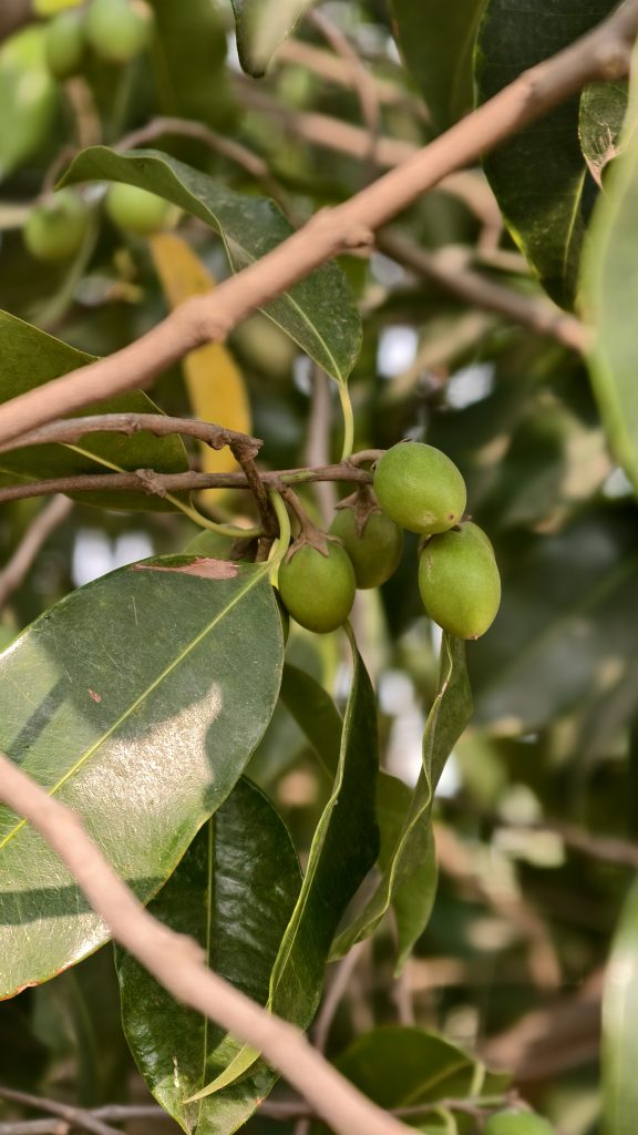 A small cluster of young green fruits hangs from a branch with glossy dark green leaves.