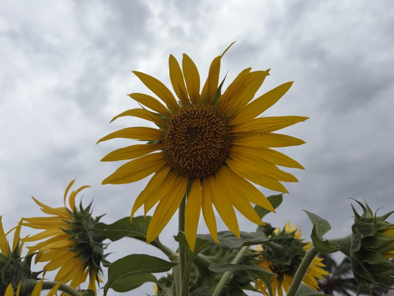 A bright yellow sunflower stands prominently against a backdrop of gray, overcast skies, with several smaller sunflowers and green leaves in the foreground