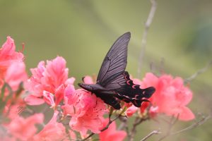 A Battus Philenor butterfly rests on an azalea, with a soft blurred background.
