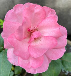 A close-up view of a beautiful pink rose in full bloom. 
