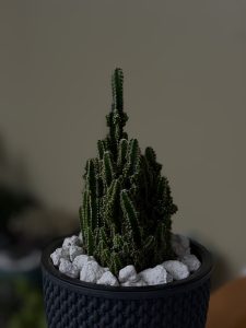 A Fairy Castle Cactus in a black textured pot, with multiple green upright stems covered in small white spines, surrounded by white decorative stones on a neutral background.