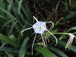 A delicate white spider lily with long, slender petals and thin green filaments stands out against a backdrop of dark green leaves. The center of the flower has a pale green tint, capturing the elegant and fragile structure of the bloom.
