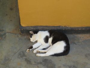 A black and white cat curled up asleep on concrete beside a yellow wall.