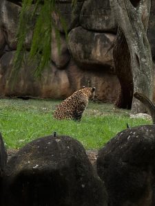 A jaguar seen from behind among rocks at a zoo in Mexico.
