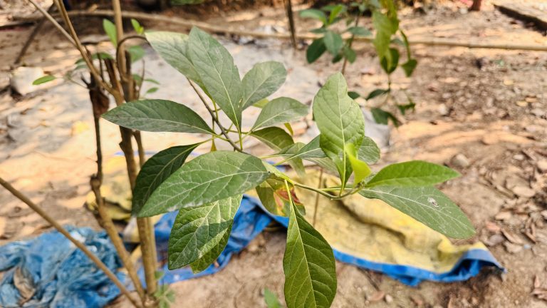 A close-up of a small plant with oval green leaves on thin brown stems, set against sandy soil with scattered debris and blurred plastic tarpaulin in the background.