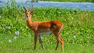 A side-profile, full-body photograph of a male Uganda Kob standing in a vibrant green meadow filled with purple water hyacinth flowers.