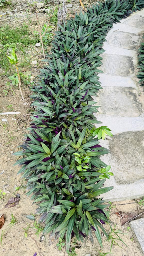 A curved stone path lined with Moses-in-the-Cradle plants with green and purple leaves, beside sandy soil with sparse weeds under bright daylight.