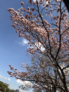 A flowering tree with clusters of pink blossoms against a bright blue sky. The branches spread out, showcasing the delicate flowers, while a few fluffy clouds can be seen in the background
