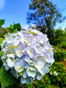 A close-up of a cluster of light blue and white hydrangea flowers, set against a backdrop of green foliage and a clear blue sky
