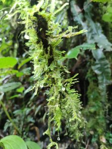 The image captures a close-up of vibrant green moss and delicate, fern-like epiphytic plants growing on a damp tree branch within a lush cloud forest. Glistening water droplets hang from the mossy fronds, highlighting the humid and misty atmosphere of this biodiverse ecosystem.