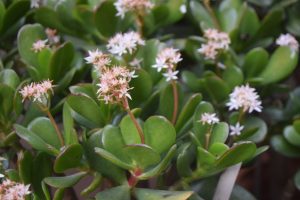 Close-up of a Jade plant with clusters of small pinkish-white flowers on red stems, amidst thick fleshy succulent leaves.