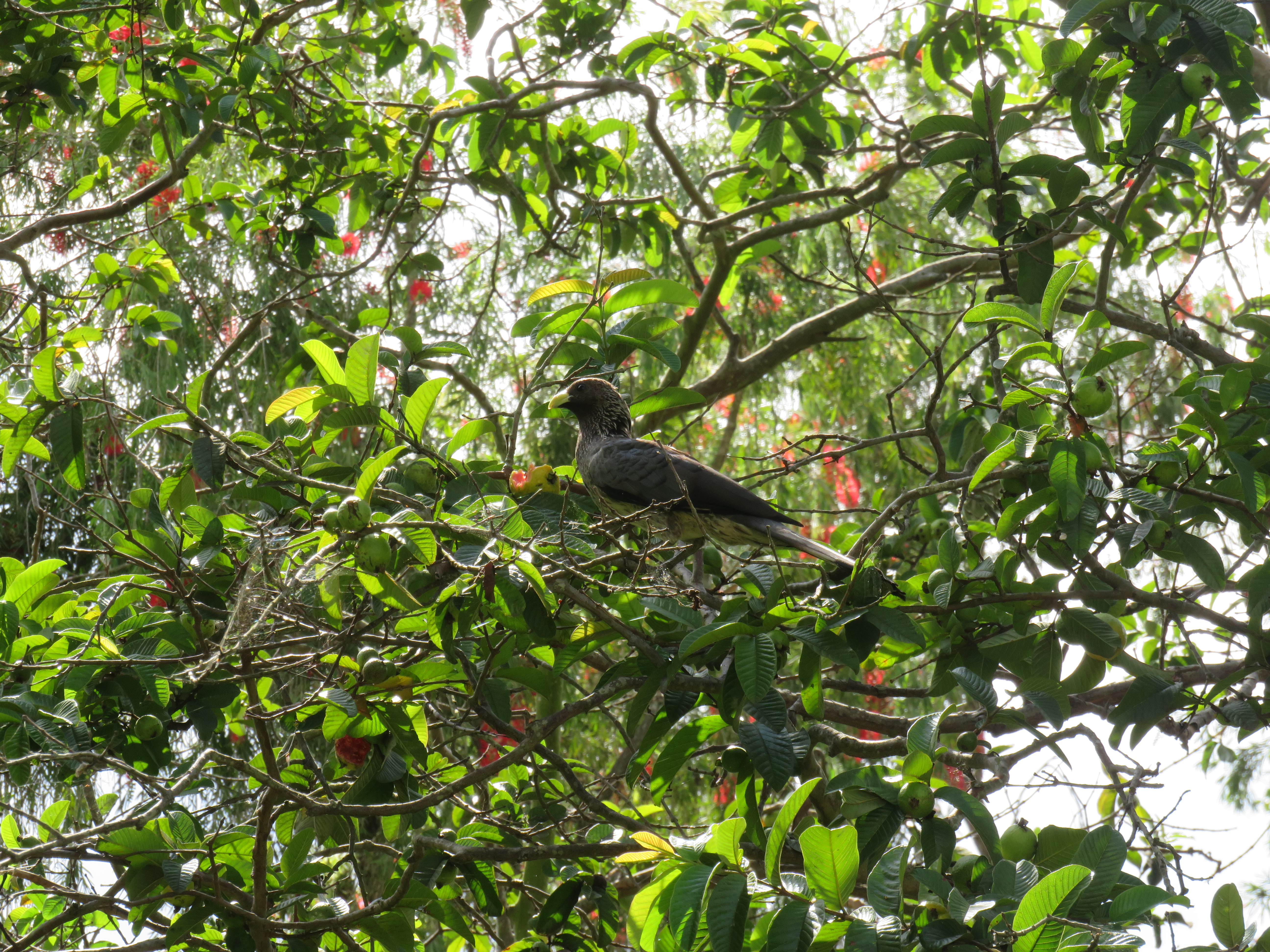 A dark grey bird with a yellow beak is perched on a branch within a tree. Small, round green fruits and scattered red flowers are visible among the branches. Sunlight filters through the canopy, creating light and shadow patterns on the leaves.