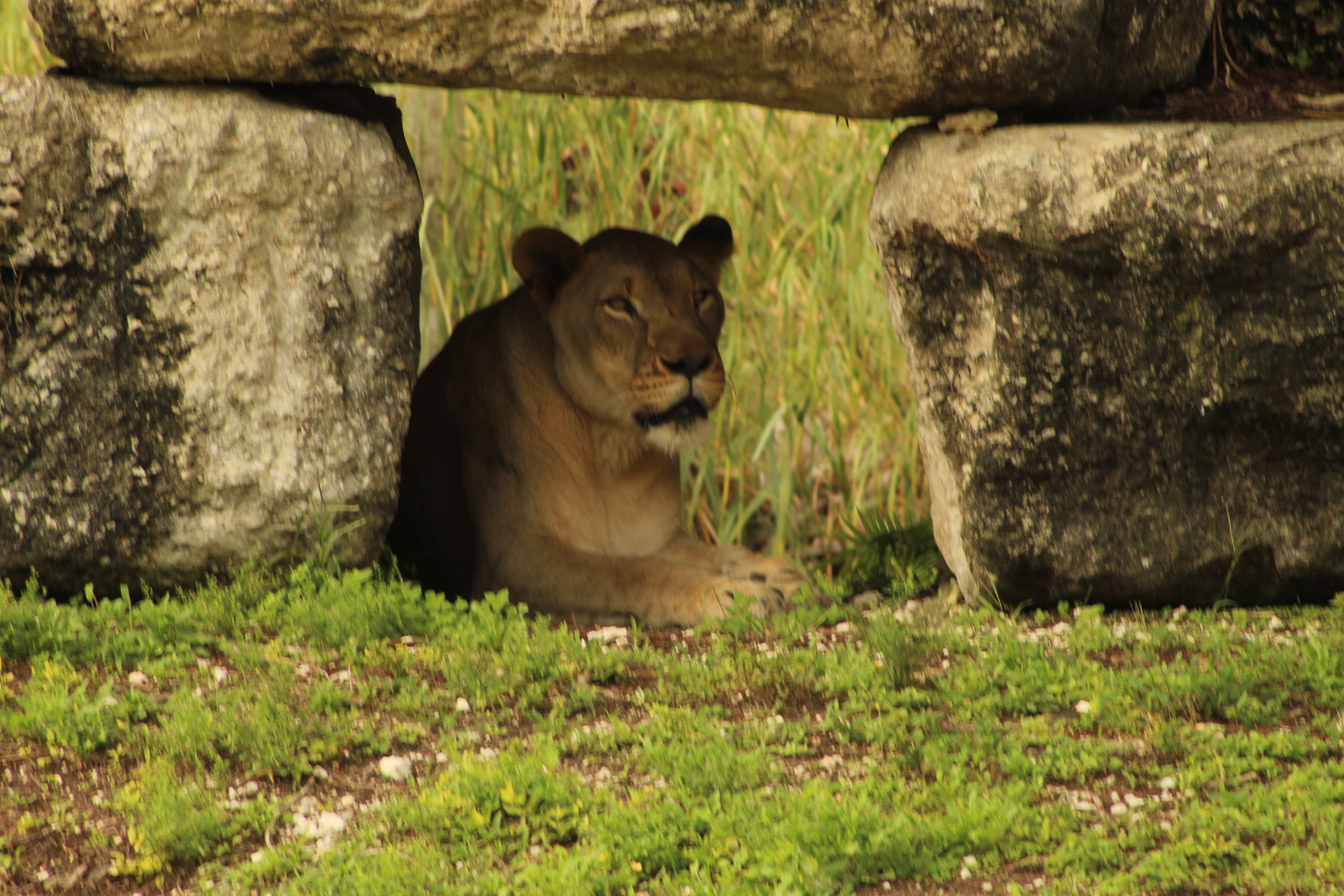 A lioness is resting under a stone structure, partially obscured by large rocks on either side. She has a calm expression, with her eyes focused in the distance, and is surrounded by green grass and patches of earth. The background features tall grasses, suggesting a natural habitat setting.