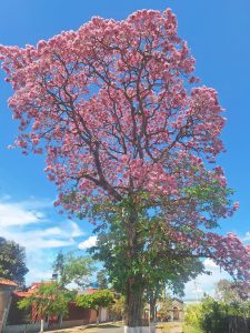 A vibrant pink flowering tree stands tall against a clear blue sky. The tree is full of blooming flowers and green leaves, casting shadows on the ground. In the background, a quiet street lined with residential buildings and small trees can be seen, contributing to a serene and picturesque urban scene.