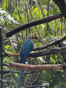 A blue macaw is perched in a natural setting.