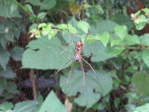 A reddish-brown spider sits at the center of its detailed web, set against a blurred green garden background.