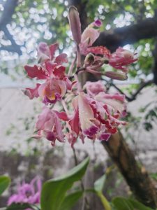 A close-up image of a cluster of pink orchids with varying shades of pink and white flowers, featuring intricate patterns on the petals. 