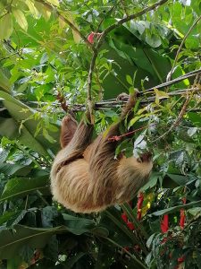 A sloth seen from about 2 meters away, hanging from some power lines completely surrounded by foliage.