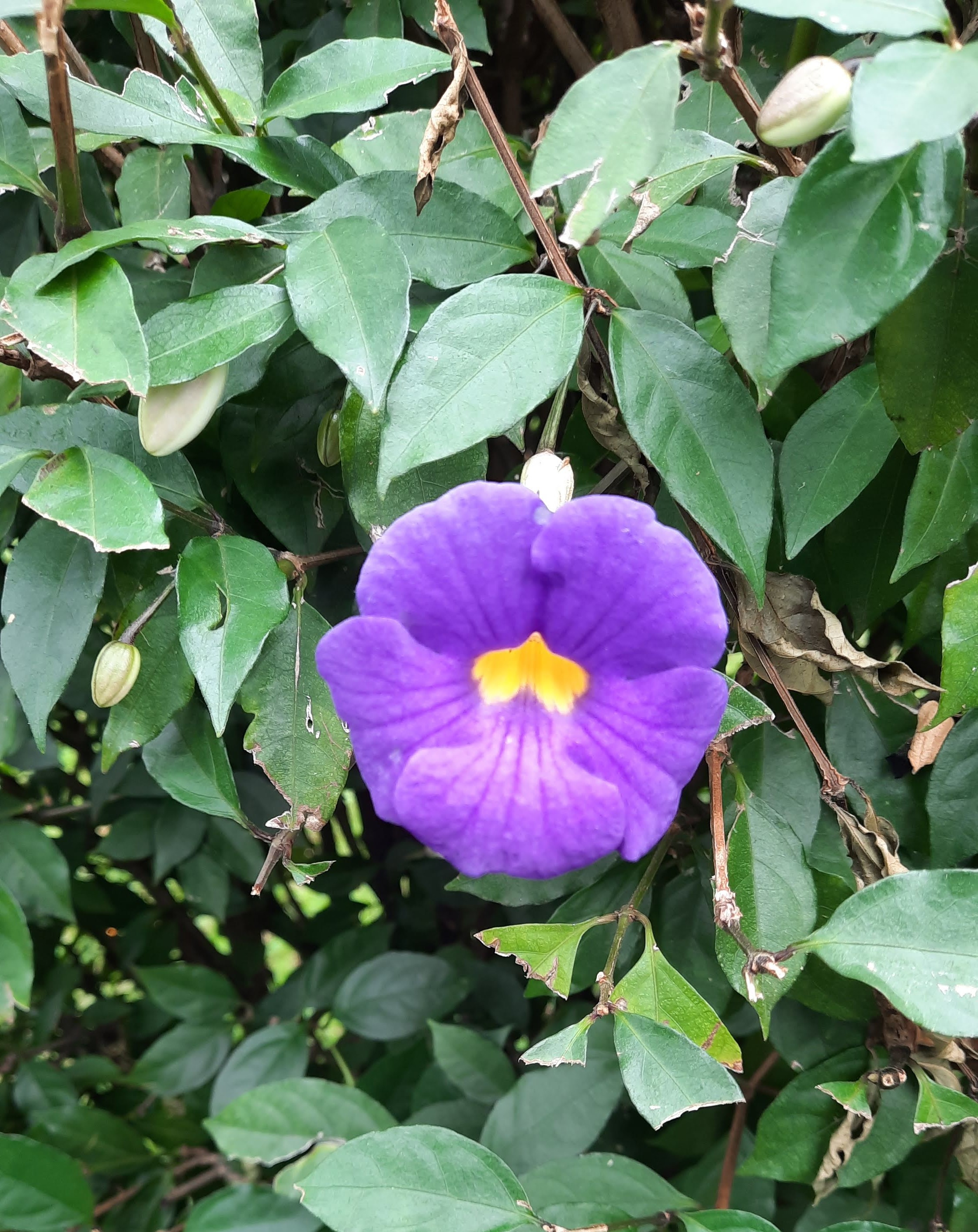 A close-up view of a vibrant purple flower with a yellow center, surrounded by green leaves.