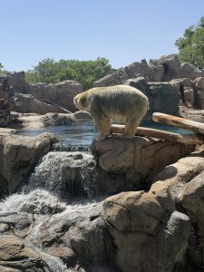 A polar bear examining it’s zoo enclosure
