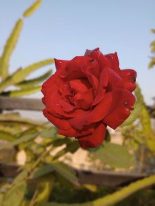 A vibrant red rose in full bloom, adorned with droplets of water, stands prominently against a soft blue sky.

