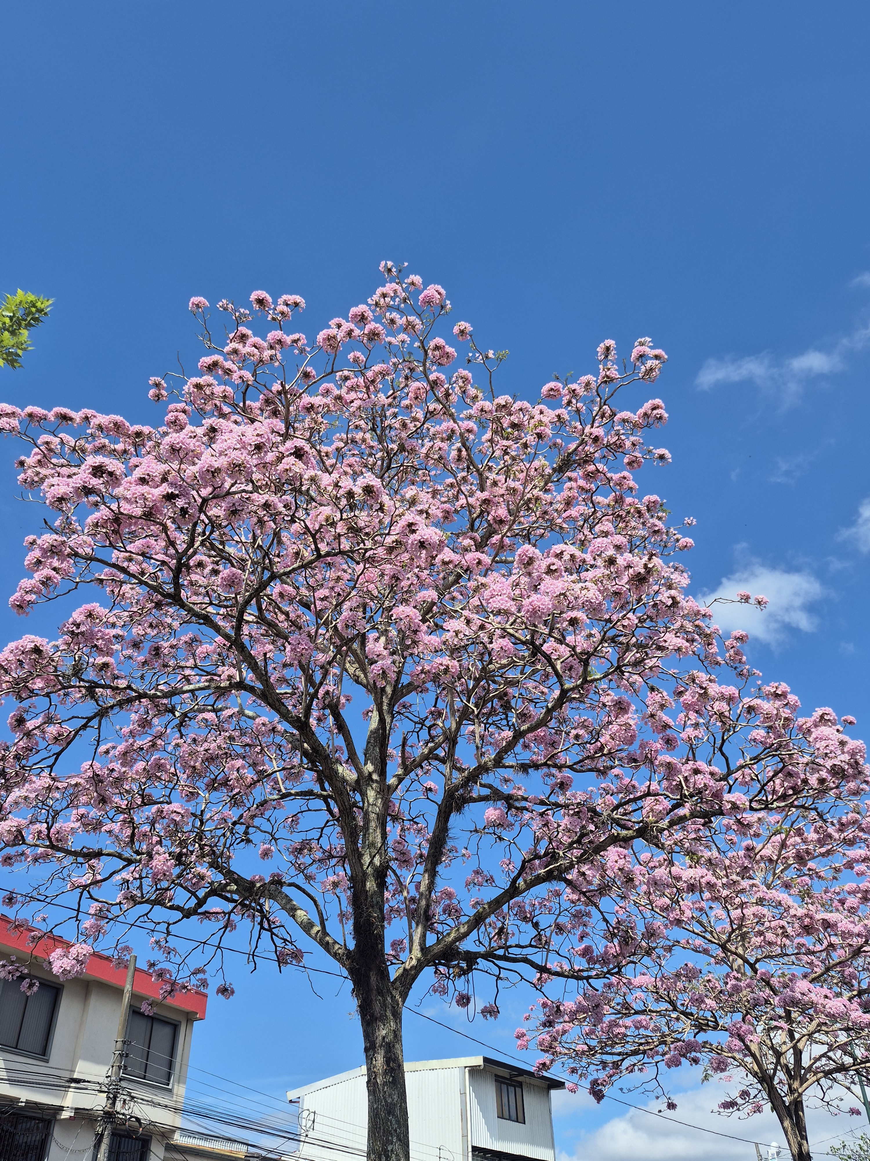 A pink flowering tree under a clear blue sky in a calm neighborhood