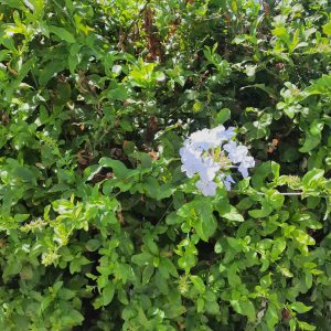 
A cluster of light blue flowers blooming amidst lush green foliage.