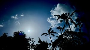 A bright full moon surrounded by tropical palm trees
