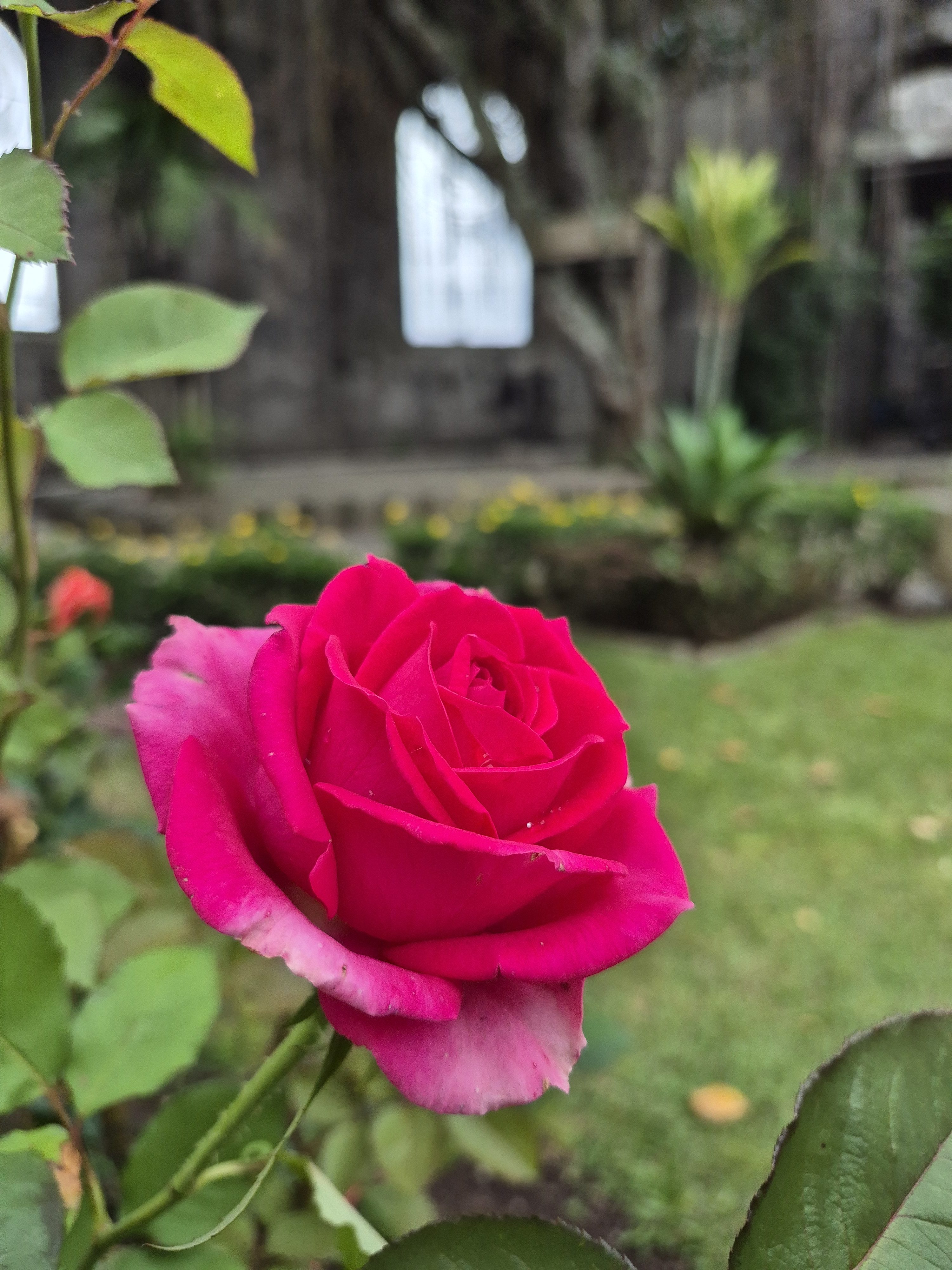 A vibrant pink rose in full bloom standing out against a soft green garden background, creating a delicate and peaceful scene