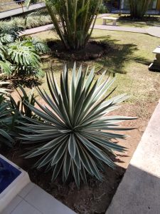 A close-up view of a spiky succulent plant with long, pointed leaves that have a green and creamy white coloration.