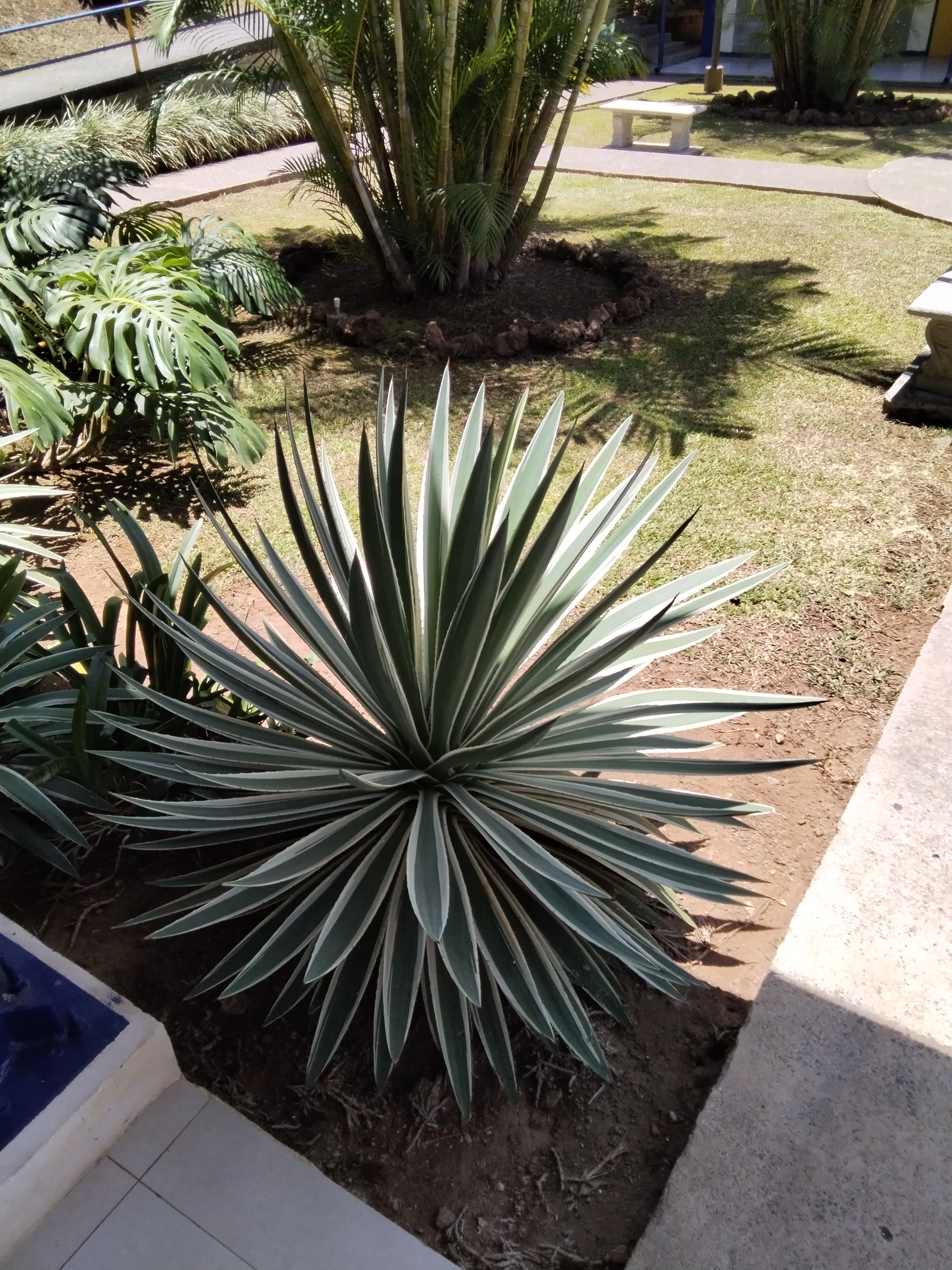 A close-up view of a spiky succulent plant with long, pointed leaves that have a green and creamy white coloration.