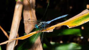 A detailed macro, eye-level photograph of an African dragonfly perched on a thin, dry branch.
