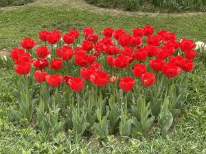 A vibrant cluster of red tulips in full bloom, surrounded by lush green grass.
