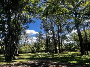 A lush green park filled with tall trees and dense foliage, with sunlight filtering through the leaves and casting soft shadows on the ground
