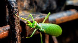 A close-up of a green grasshopper sitting on a textured surface, blending into its surroundings with a leaf-like body.
