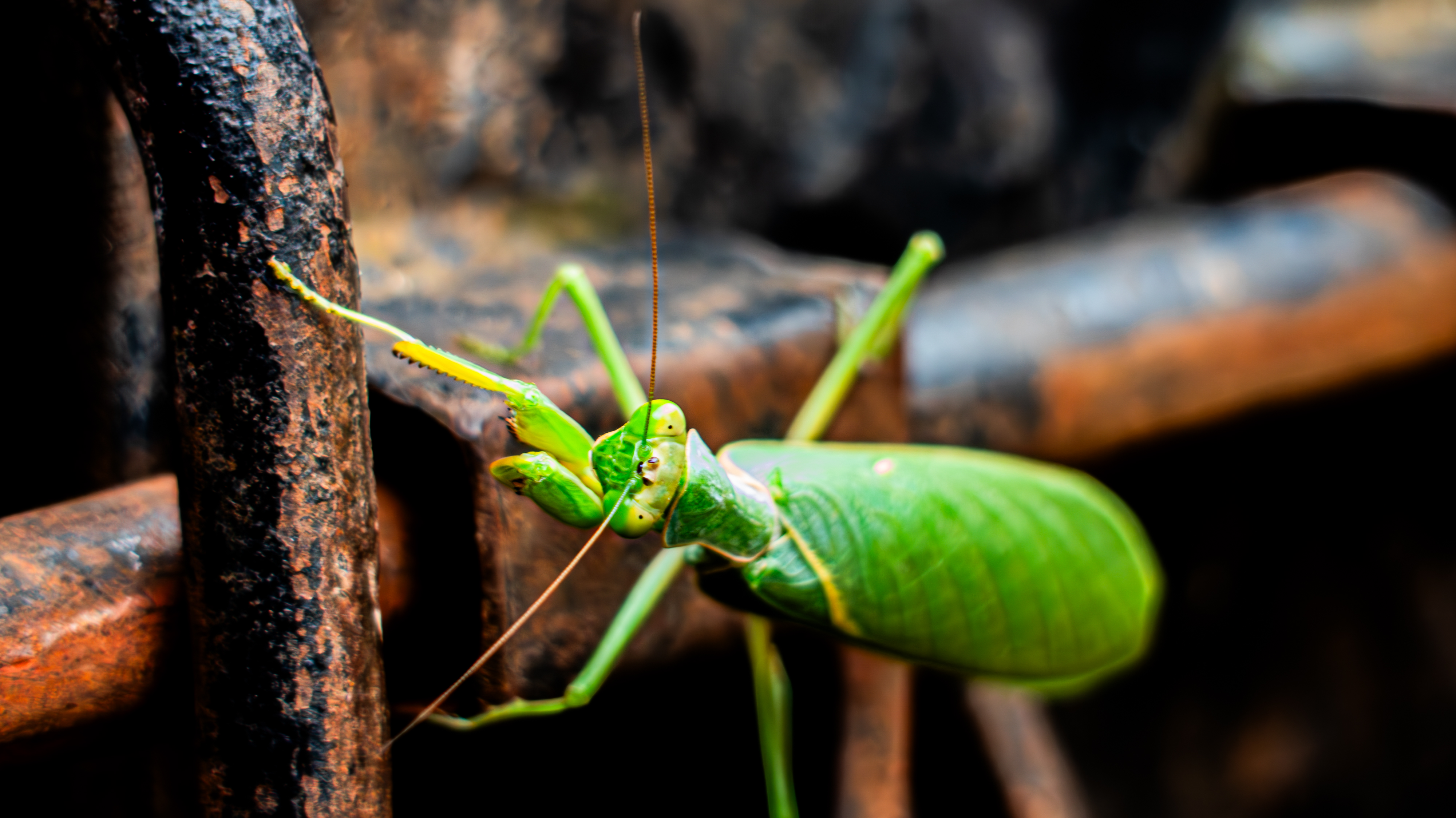 A close-up of a green grasshopper sitting on a textured surface, blending into its surroundings with a leaf-like body.