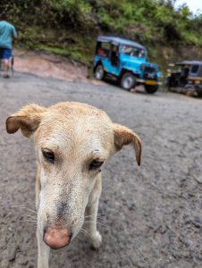 A close-up image of a light-colored dog with a slightly dirty face, looking directly at the camera. The background features a rocky road and a few vehicles, including an auto rickshaw in blue and black colors. In the distance, a person in a light blue shirt is walking away. The scene is set in a natural environment with greenery visible in the backdrop.