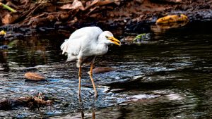 A side-view photo of a cattle egret standing in shallow dark water. The bird has white feathers and a yellow beak, which is slightly open.