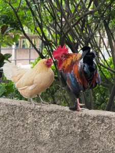 A white hen and a colourful rooster stand side by side on top of a stone wall surrounded by trees
