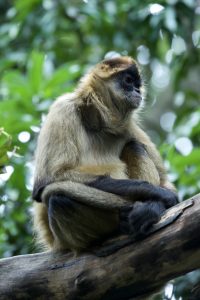 Monkey resting on a branch with surrounding vegetation and natural background.