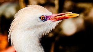 A close-up of a cattle egret with cream-colored feathers, a bright orange-yellow beak, and a vivid orange eye against a blurred background.