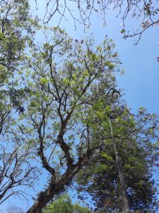 A view looking up at a canopy of trees with vibrant green leaves and clusters of purple flowers against a clear blue sky. In the foreground, a lamppost stands beside the tree branches, creating a tranquil and picturesque scene.