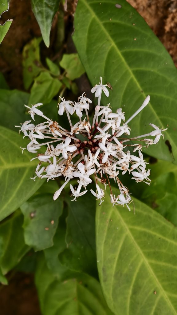 A cluster of small white star-shaped flowers with long thin tubes grows in a bunch against a background of large green leaves.