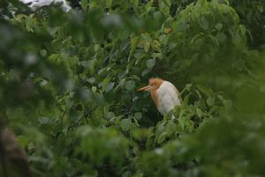An Eastern Cattle Egret perched on a branch among green leaves.
