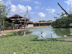 A sunny zoo enclosure with giraffes under shelters, a small pond with wading birds, green grass, trees, and a clear blue sky.