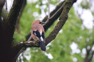 Eurasian Jay perched on a large branch, facing right, with a soft blurred background.