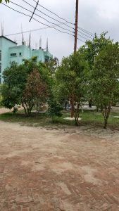A row of green and reddish trees grows in a yard with a brick pathway next to a light blue multi-story building.