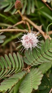 Close up shot of a fluffy white and pink mimosa flower globe growing on a prickly stem with small green leaves.