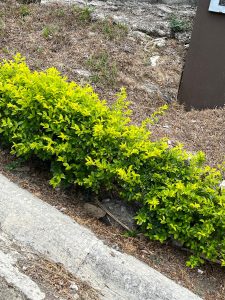 Bright green bushes growing next to a sidewalk, with soil and rocks around.
